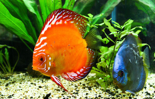 居家养鱼风水讲究，怎么养鱼招财运？