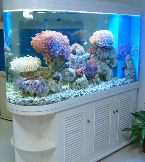 居家养鱼风水讲究，怎么养鱼招财运？